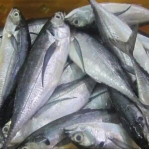 Frozen Horse Mackerel