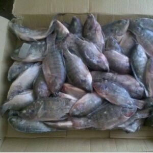 Frozen Tilapia Fish