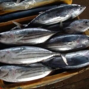Frozen Tuna Fish