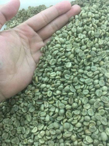 Green Arabica and Robusta Coffee Beans