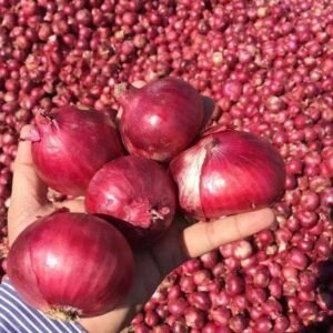 Indian Red Onions