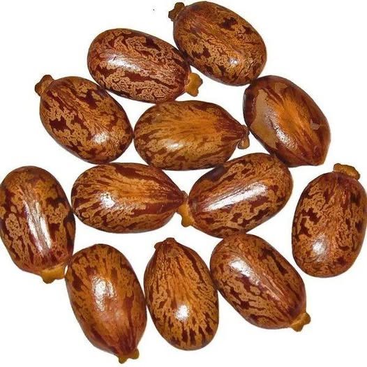 Pure Castor Seed