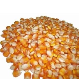 Yellow Maize Corn