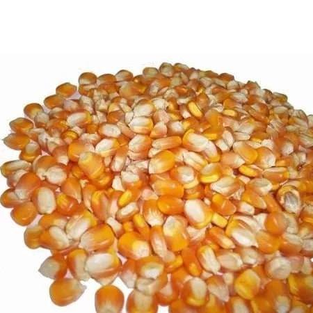 Yellow Maize Corn